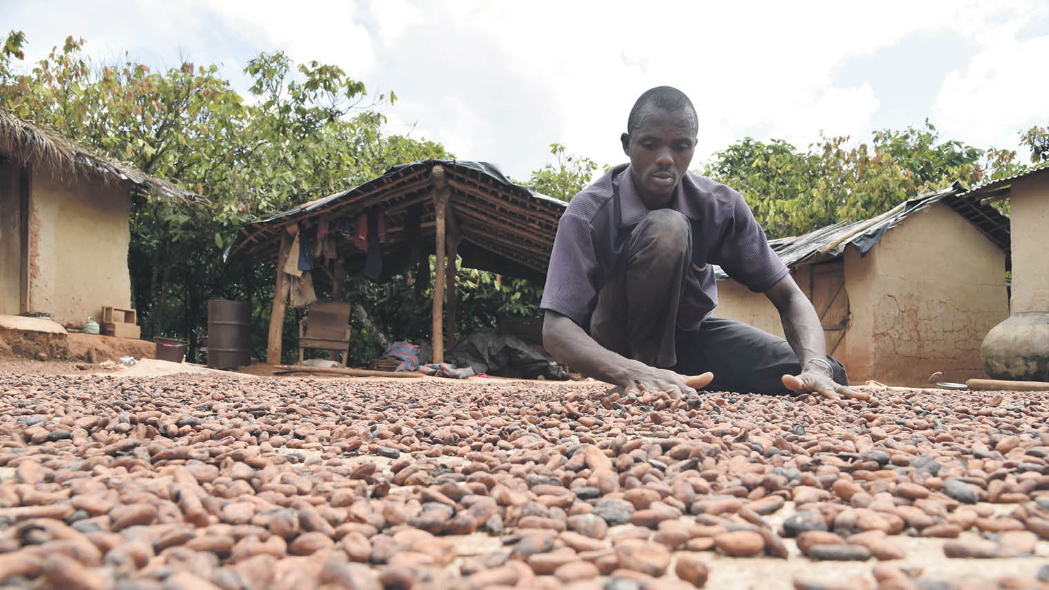 Cocoa farmer crouching working