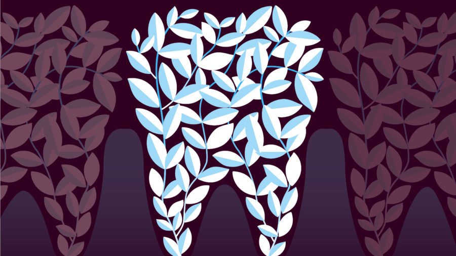Regrow teeth