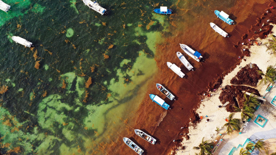 Sargasso seaweed