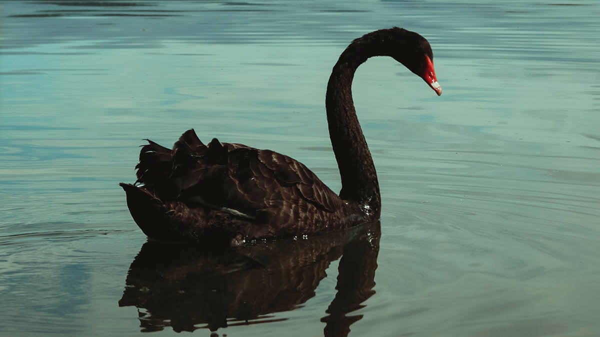 Black swan insurance